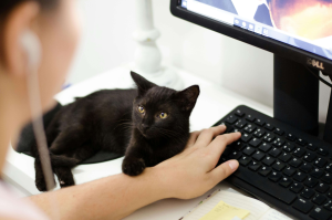 A person doing online counseling colorado with their pet next to them. 